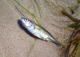 Kaszuby-Rzucewo: ryba na brzegu zatoki (2006-07-03)